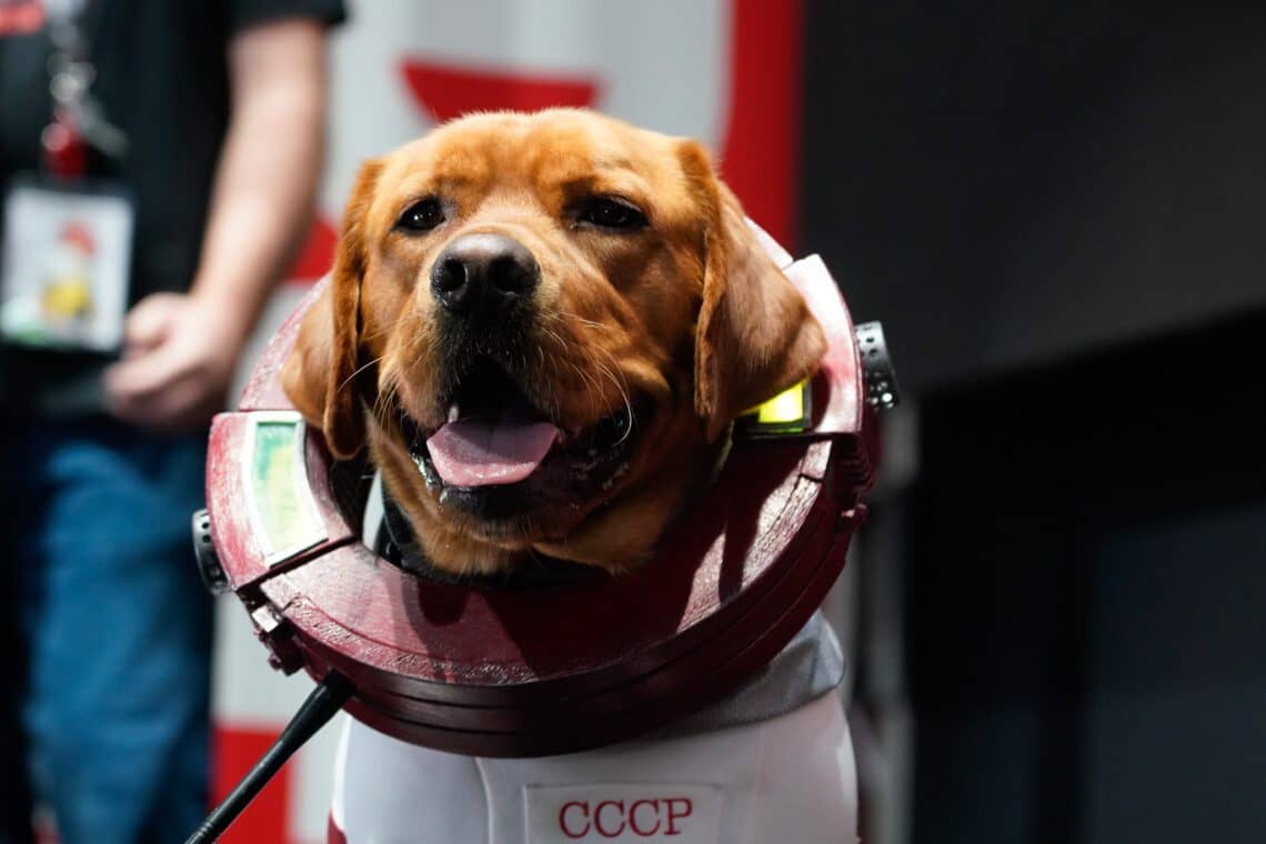 Read more about the article COSMO WAS A GOOD DOG AT SAN DIEGO COMIC-CON!